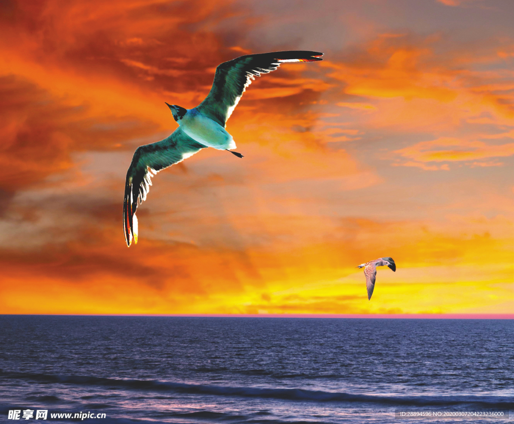 海洋 海鸟类 日落