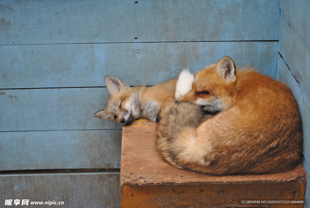 狐狸睡着了