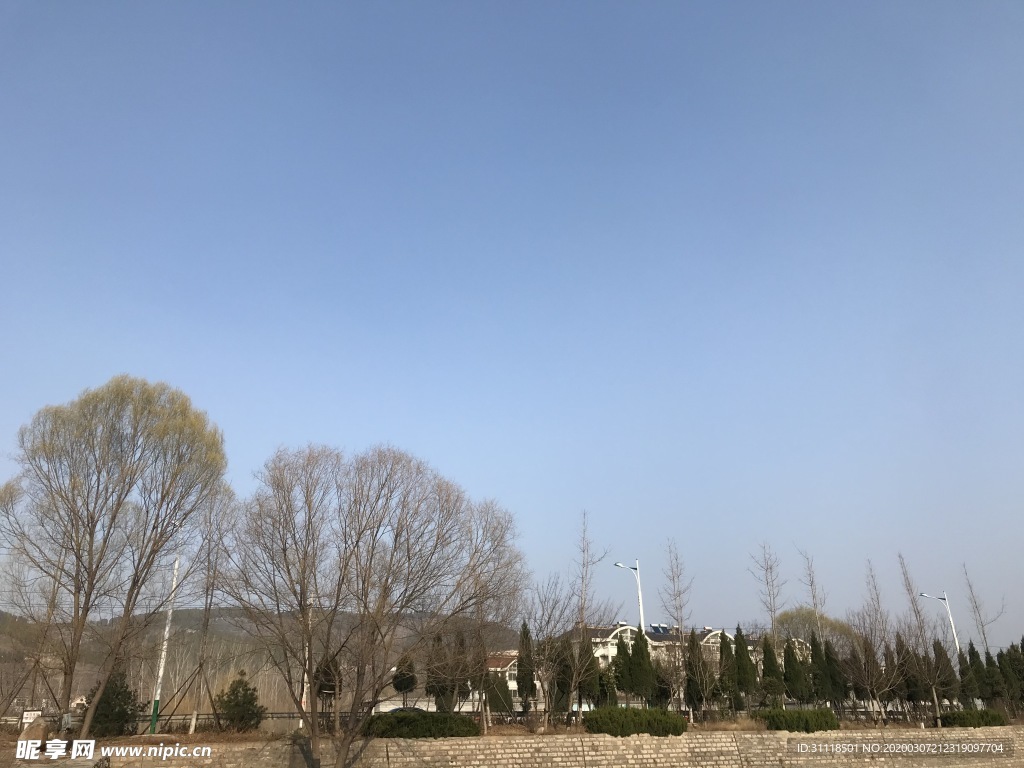 蓝天下的早春
