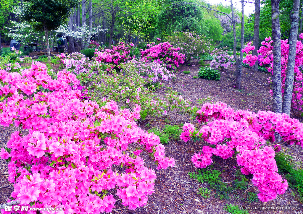 粉色杜鹃花