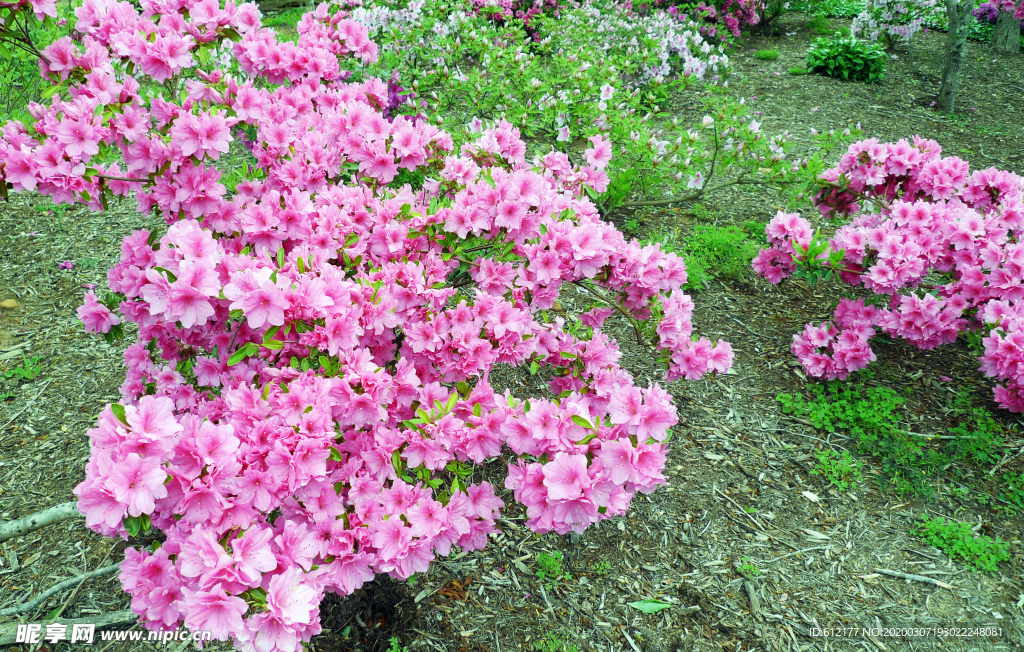 杜鹃花