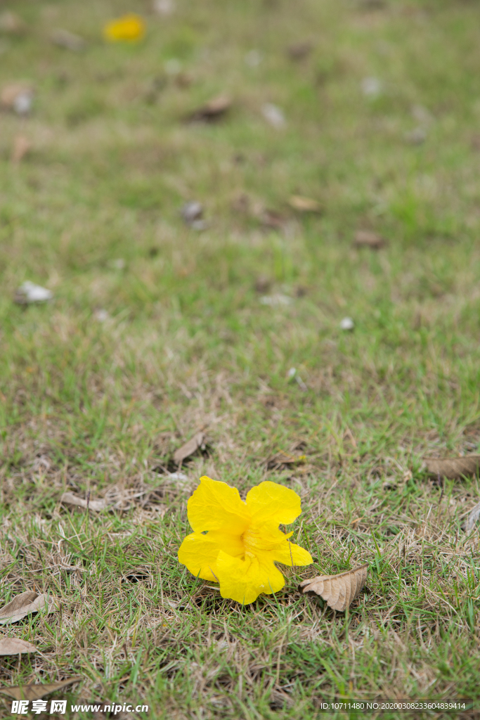 黄花风铃