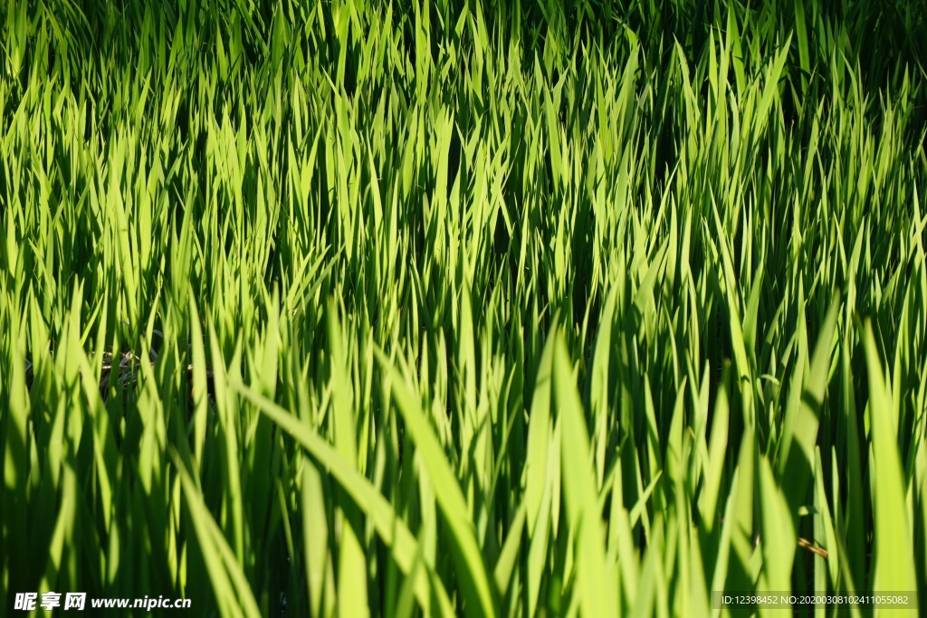 芦苇荡里面的芦苇