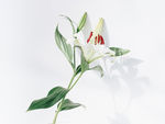 百合花