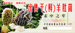羊肚菌