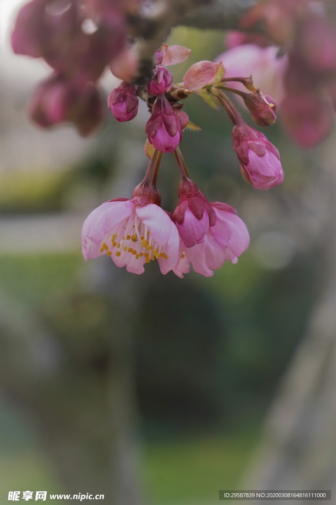 花簇一景