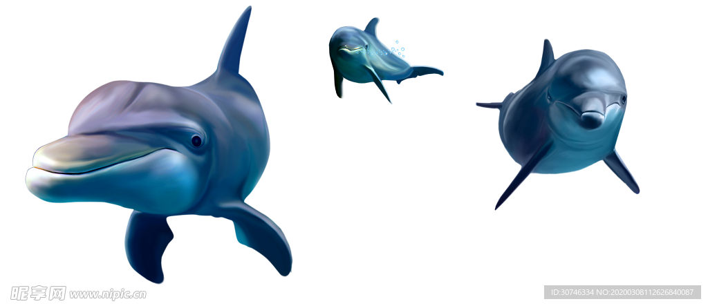 海豚