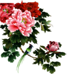 牡丹花