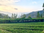 自然风景
