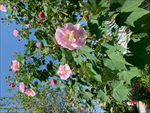 粉色芙蓉花