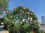 美丽芙蓉花