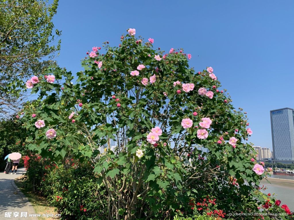 美丽芙蓉花