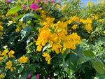 决明花