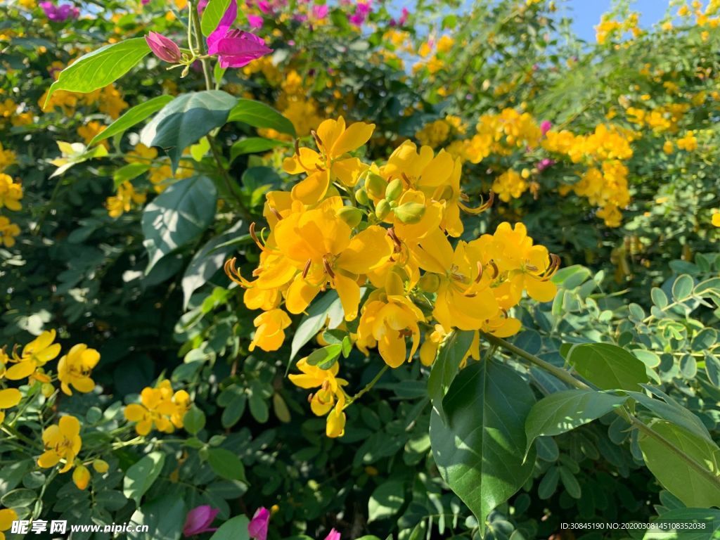 决明花