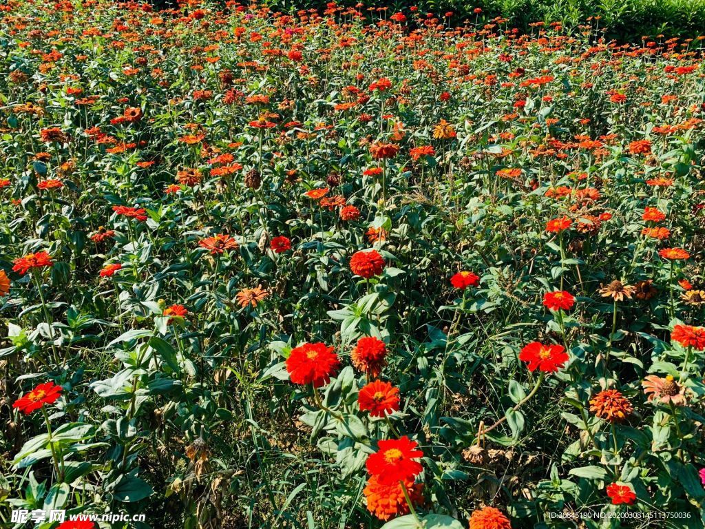 多花百日菊