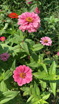 多花百日菊