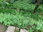 藿香蓟
