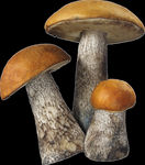 蘑菇  香菇