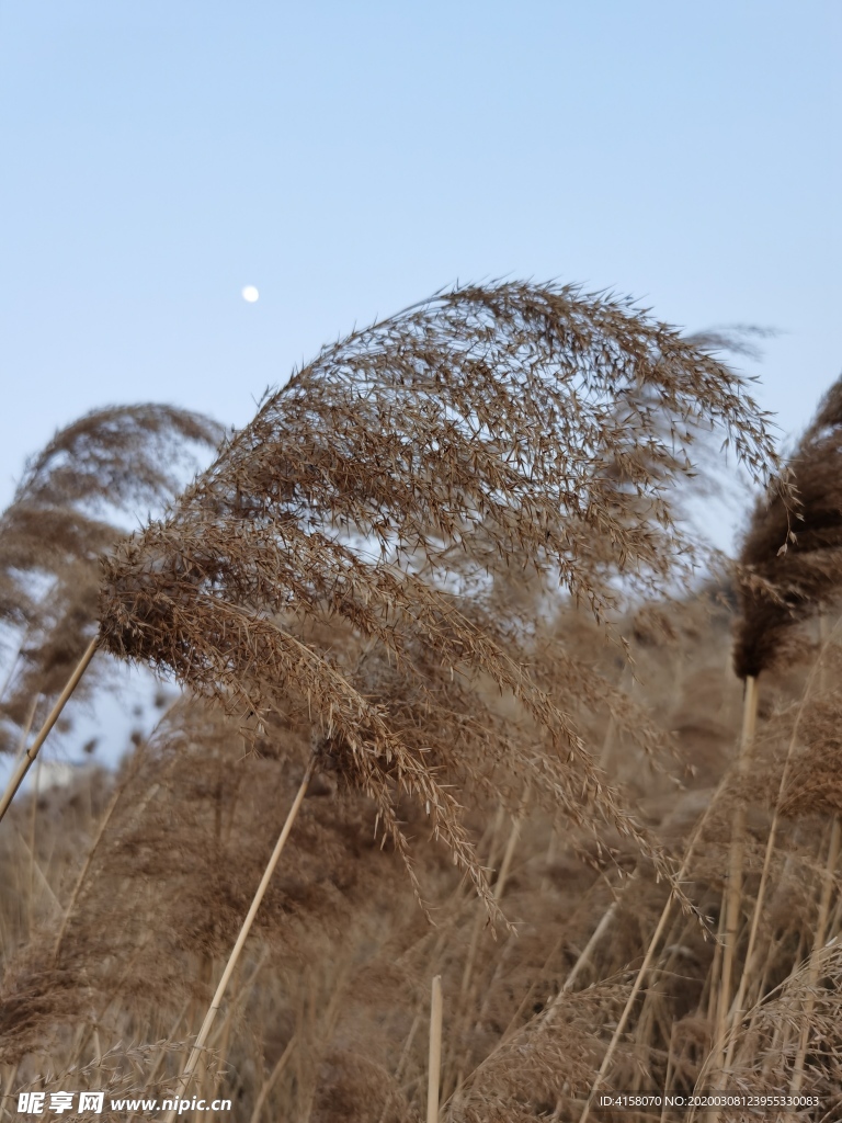 月下芦苇