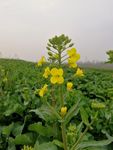 油菜花 油菜花苔 油菜花苞 油