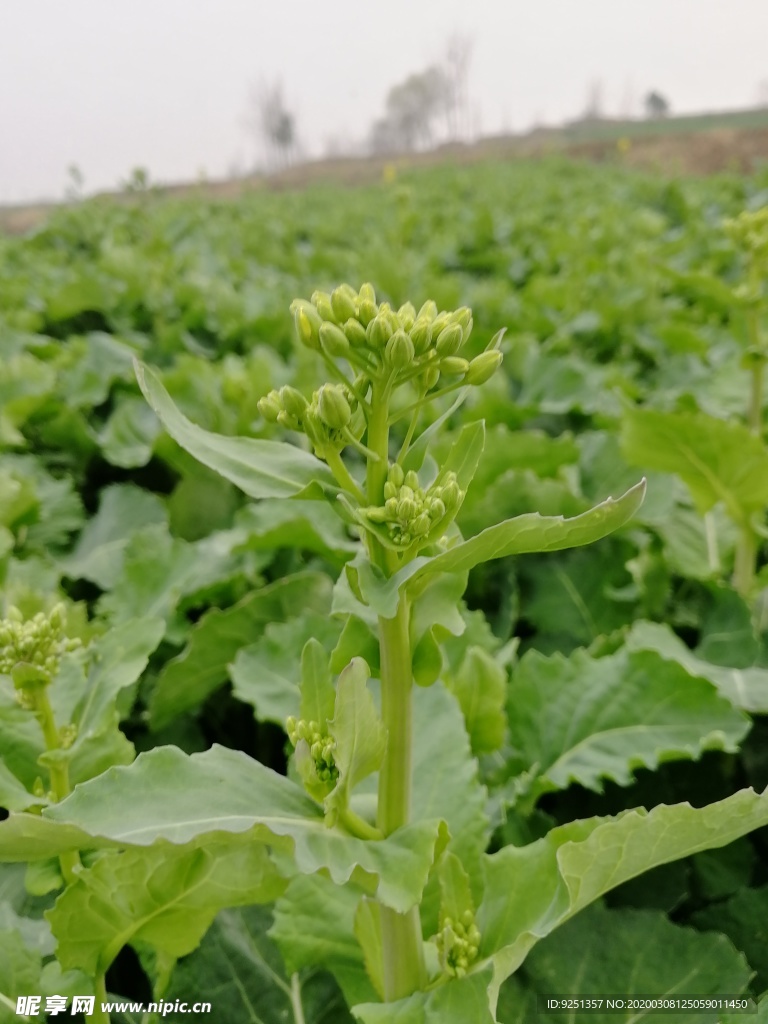 油菜花 油菜花苔 油菜花苞 油