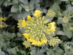 油菜花 油菜花苔 油菜花苞