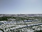 雪地 麦地 冬小麦