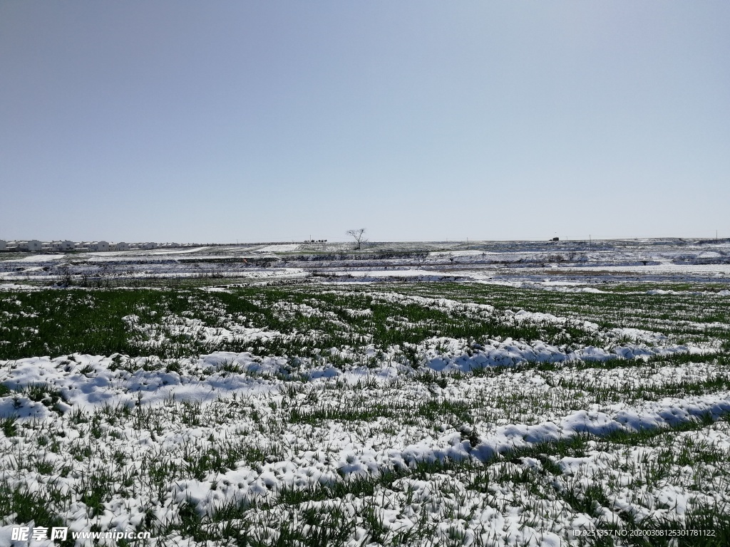 雪地 麦地 冬小麦