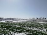 雪地 麦地 冬小麦 麦田 雪景