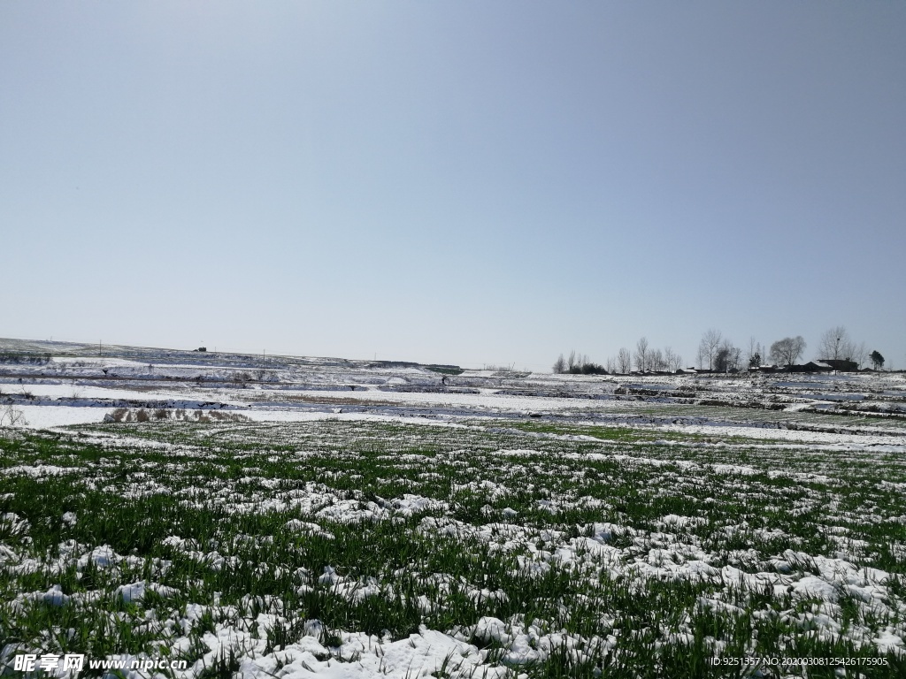 雪地 麦地 冬小麦 麦田 雪景