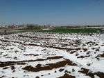 雪地 麦地 冬小麦 麦田 雪后