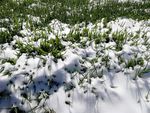 冬小麦 麦田 雪景