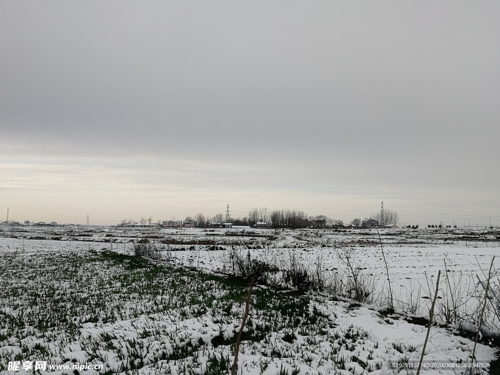 雪地 麦地 冬小麦