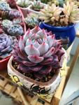 多肉植物