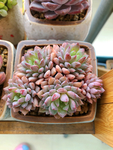 多肉植物