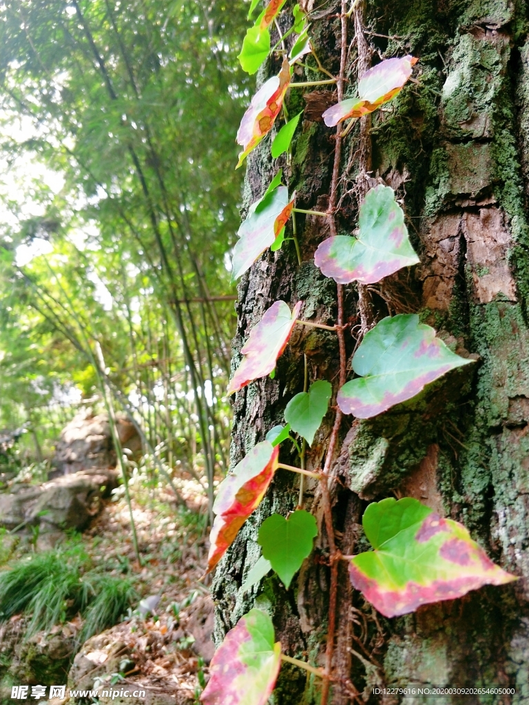 生命不息的爬山虎