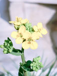 油菜花