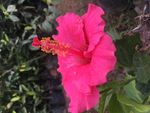 木槿花图片