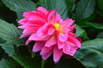 小丽花