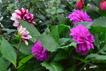 小丽花