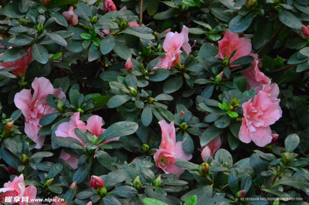 杜鹃花