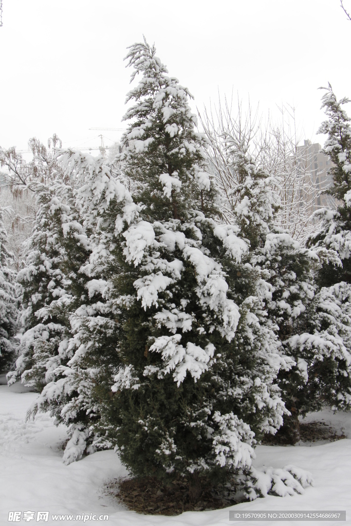 雪中松树林