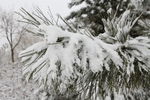 雪中松树