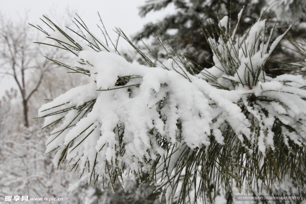 雪中松树