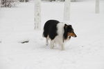 雪中苏牧犬
