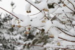 雪中丝棉木