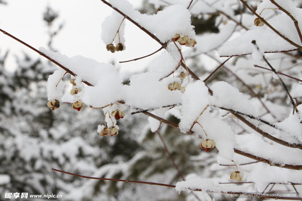 雪中丝棉木