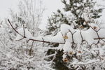 雪中丝棉木