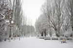 雪中公园小路