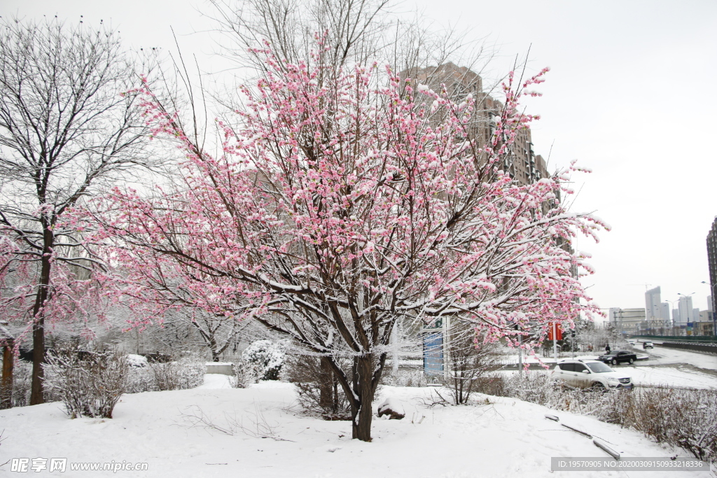 雪中花朵装饰